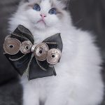 Ragdoll kittens Brisbane