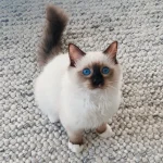 Ragdoll cats for sale Australia